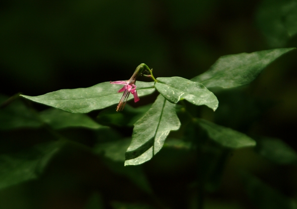 Prenanthes purpurea / Lattuga montana